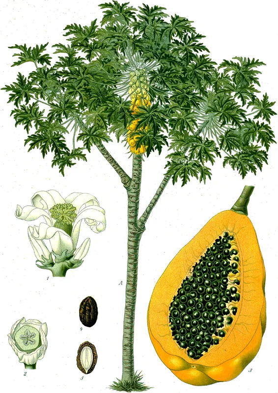 Kambut — Al-Dschaghbub (Libyen)