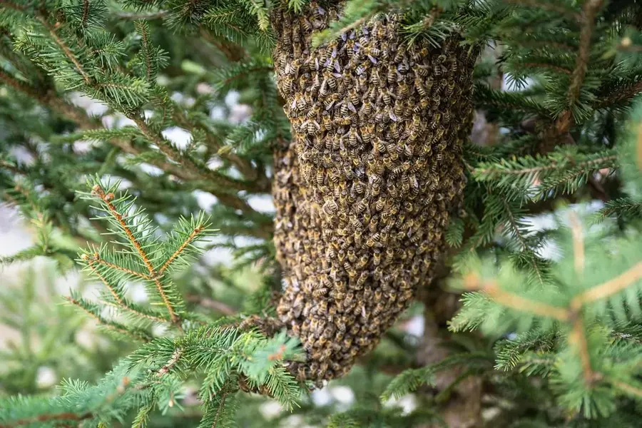 Karongi Bienenhaltung — Kiwusee (Ruanda)