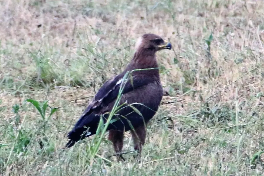 Kartal