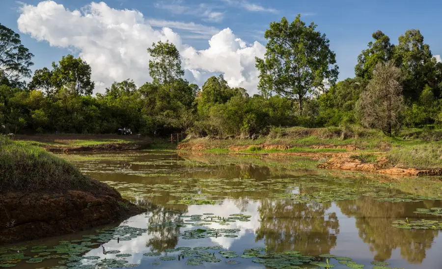 Karura Wald Nairobi — Kiambu (Kenia)
