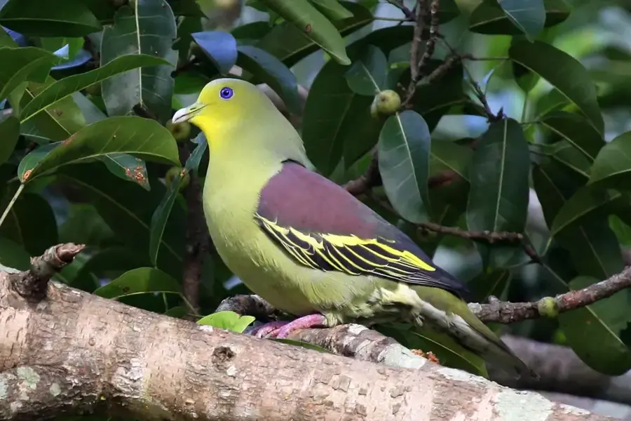 Kaudulla-Nationalpark — Mullaitivu (Sri Lanka)
