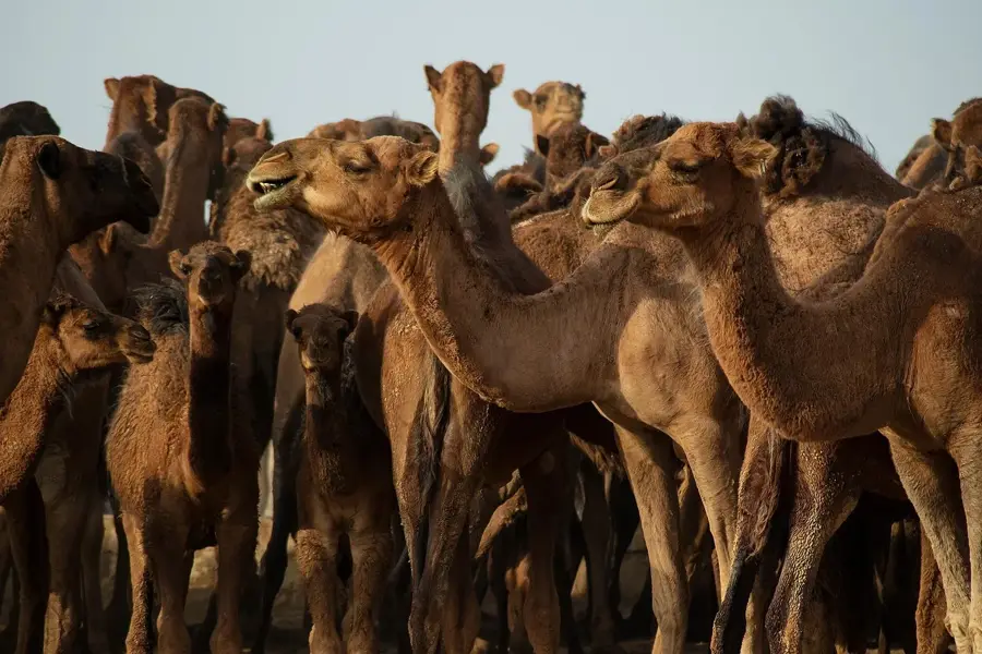 Kavir National Park — Bandar Laft (Iran)