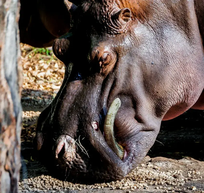 Mombasa Tusks
