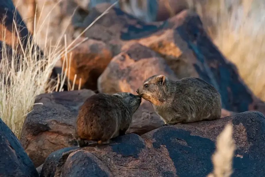 Keetmanshoop — Aus (Namibia)