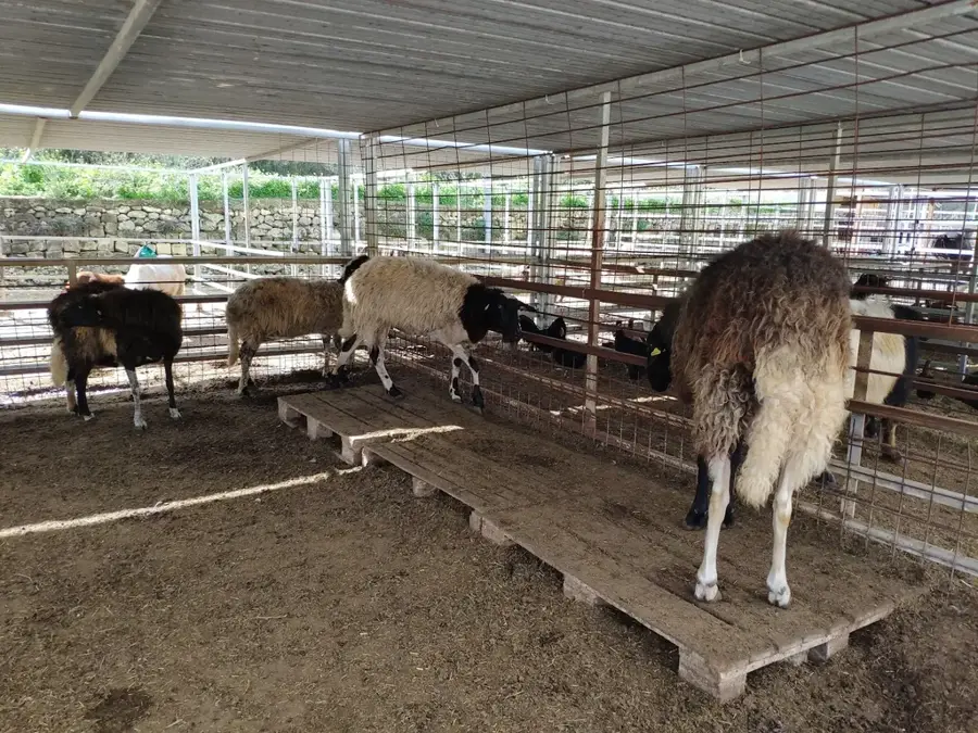 Ferma Dreams of Horses pentru copii (Gozo) — Peștera Tal-Mixta (Gozo) (Malta)