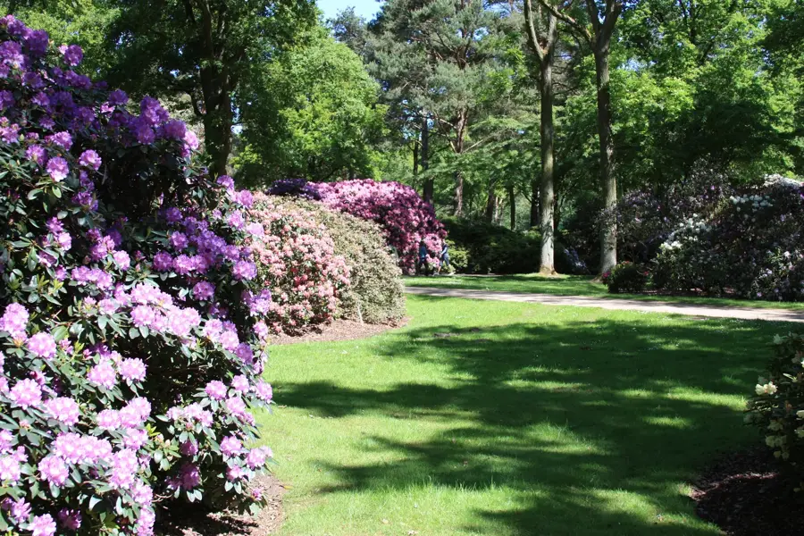 Rhododendron Park Bremen — Bremerhaven (Germany)