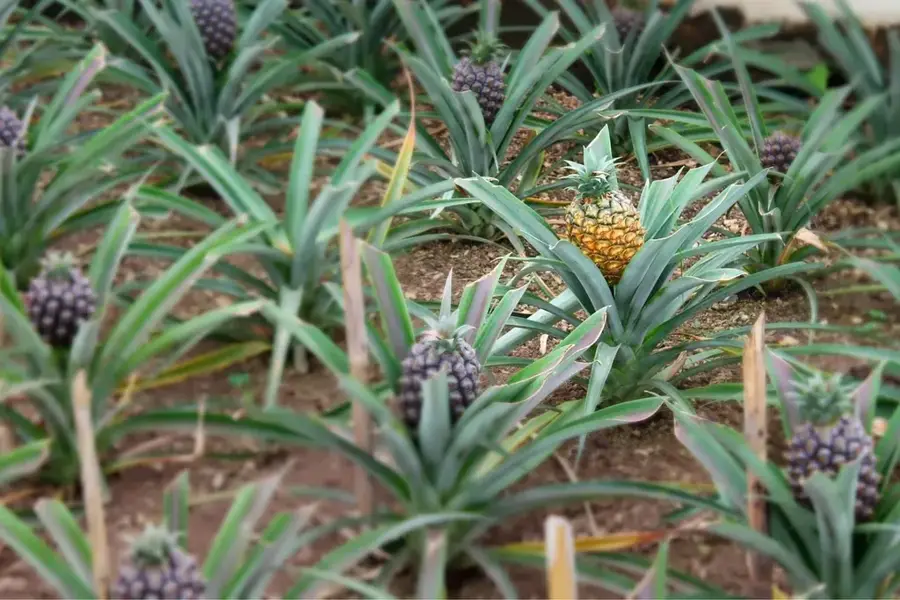Ananasplantagen von Kindia