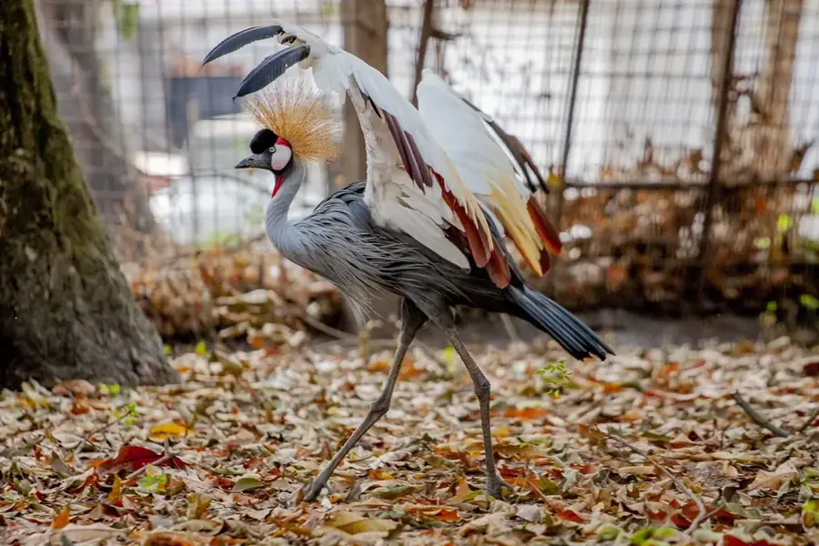 Grădina Zoologică din Kinshasa — Stadionul Martirilor (Congo - Kinshasa)