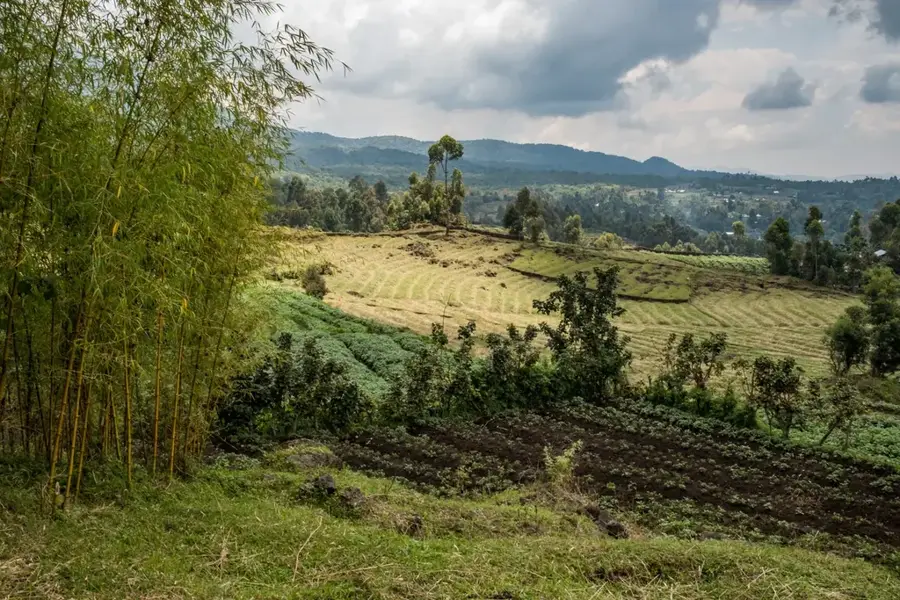 Kisoro