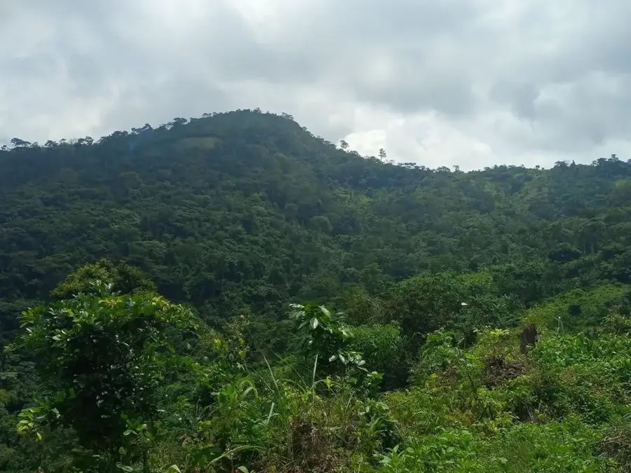 Kloto-erdő — Kpalimé (Togo)