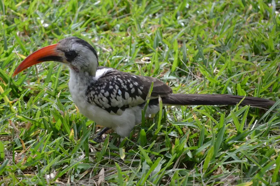 Plaja Kololi — Bijilo (Gambia)