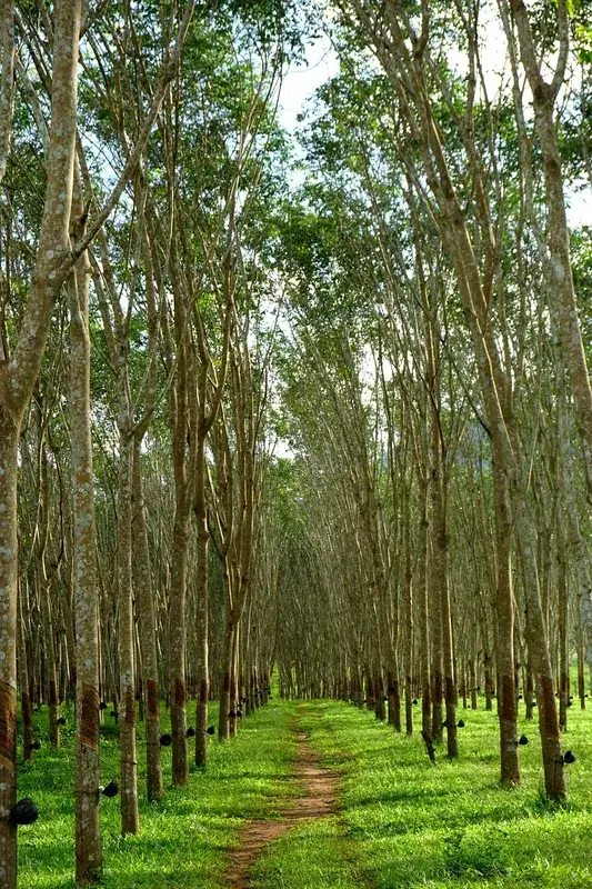 Plantație de arbore de cauciuc Congo — Catedrala Sfântul Gabriel (Congo - Kinshasa)