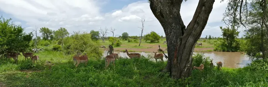 Kruger-Nationalpark — Massingir-Talsperre (Mosambik)