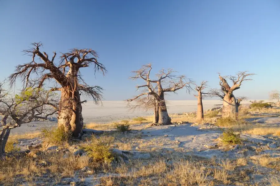 Insula Kubu — Depresiunea Letlhakane (Botswana)