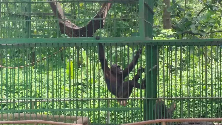 Grădina Zoologică Kumasi