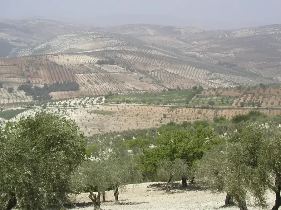 Kurd Dagh