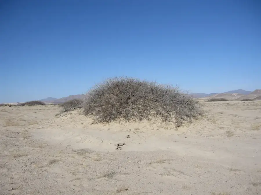 Jal az-Zor National Park — Bubiyan Island (Kuwait)