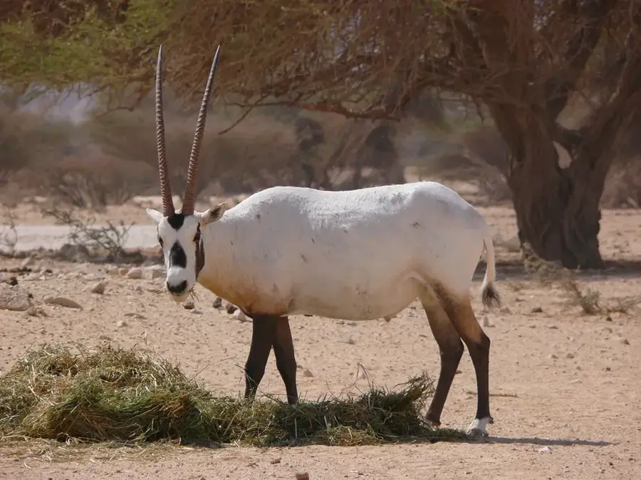 Kuwait Zoo — Ardhiya (Kuwait)
