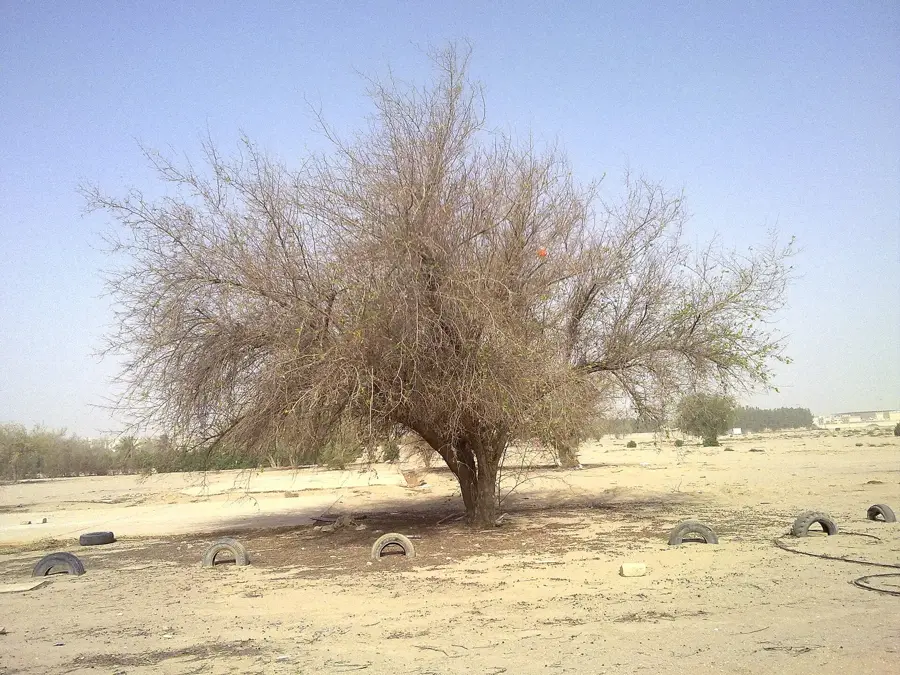 Abu Halifa