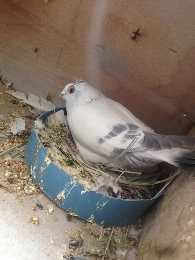 Jleeb Al-Shuyoukh
