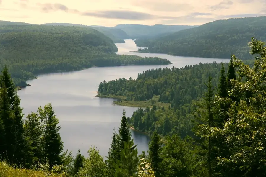 Urșii negri din La Mauricie