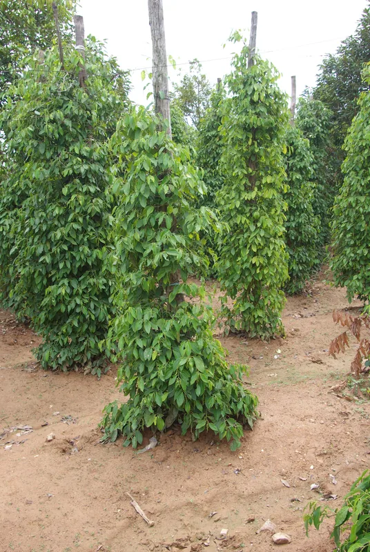 La Plantation Kampot — Küste von Kampot (Kambodscha)