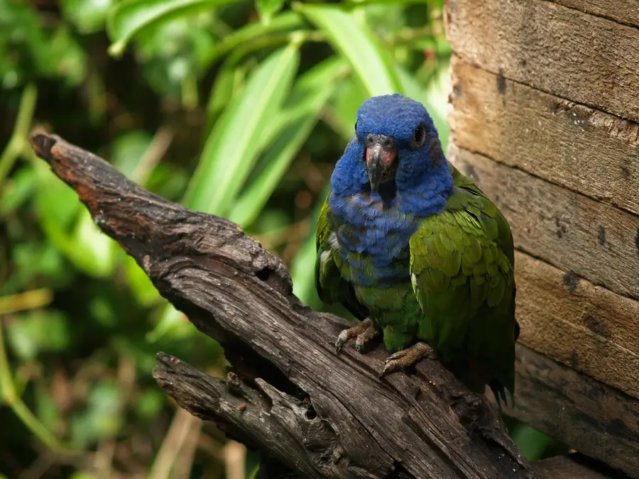 La Senda Verde