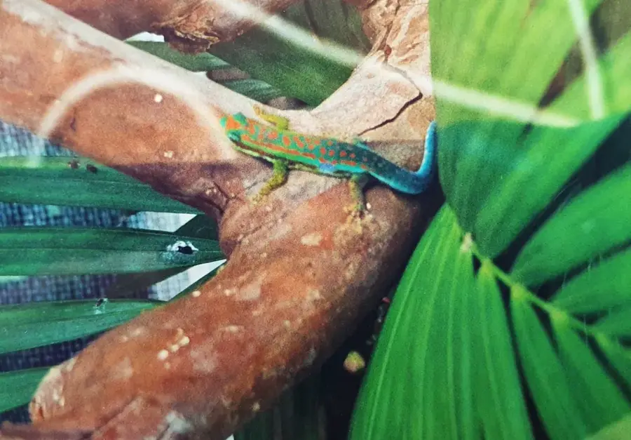 La Vanille Natúrpark — Kanaka-kráter (Mauritius)