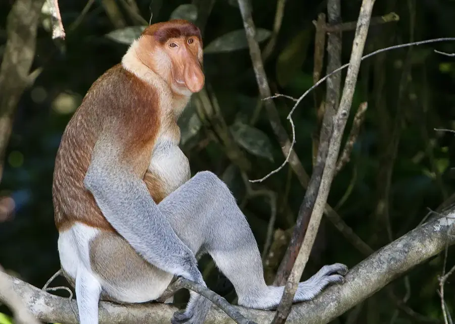 Labuk Bay Proboscis Monkey Sanctuary