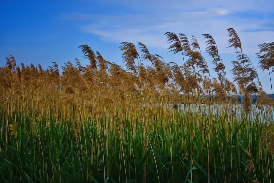 Lacul Orfű — Tubes (Ungaria)