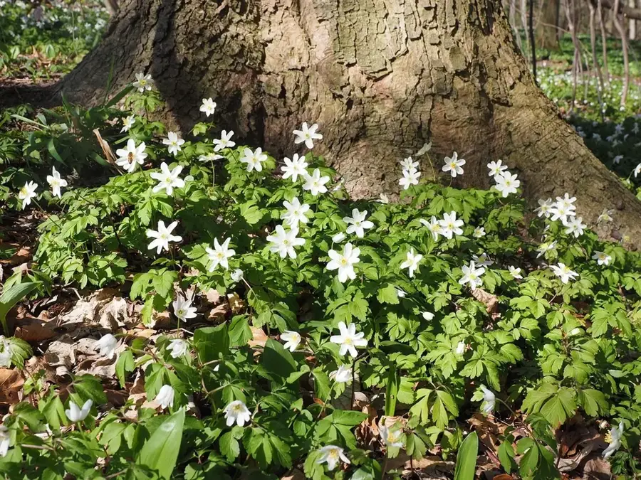 Eschen Wald