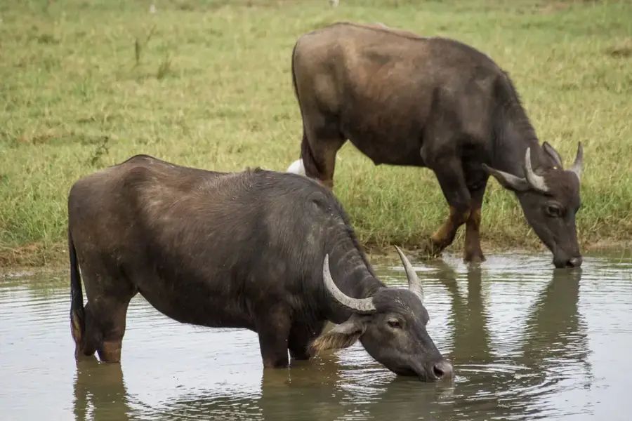 Laos Buffalo Dairy