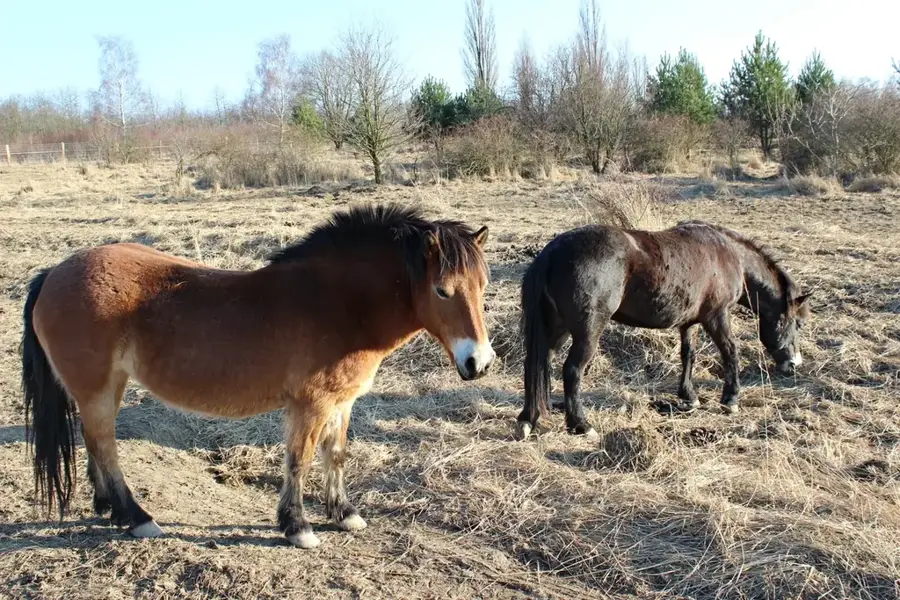 Cinis Forest Reserve