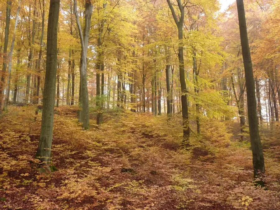 Zonă de pădure tropicală de câmpie