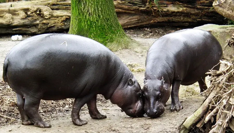 Parcul Național Sapo