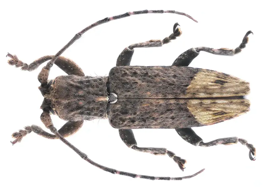 Zota