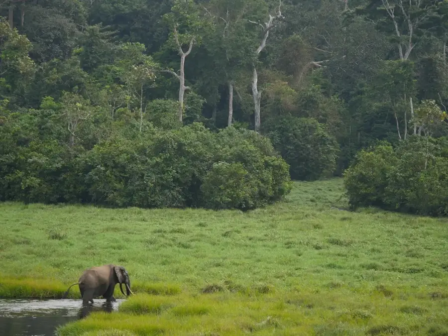 Papageien-Habitat von Likouala — Epéna (Kongo-Brazzaville)