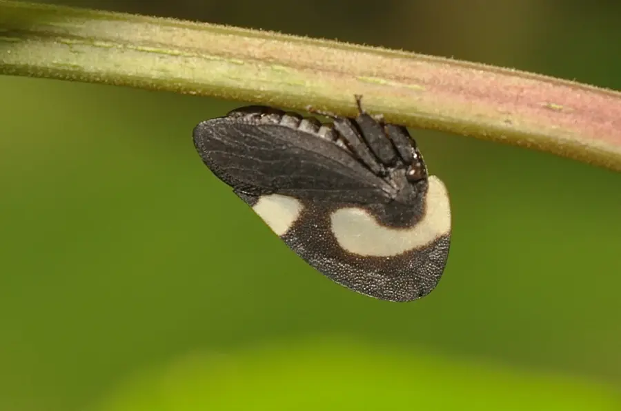 Rezervația Biologică Limoncocha — Râul Napo (Ecuador)