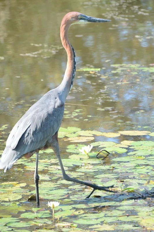 Limpopo National Park