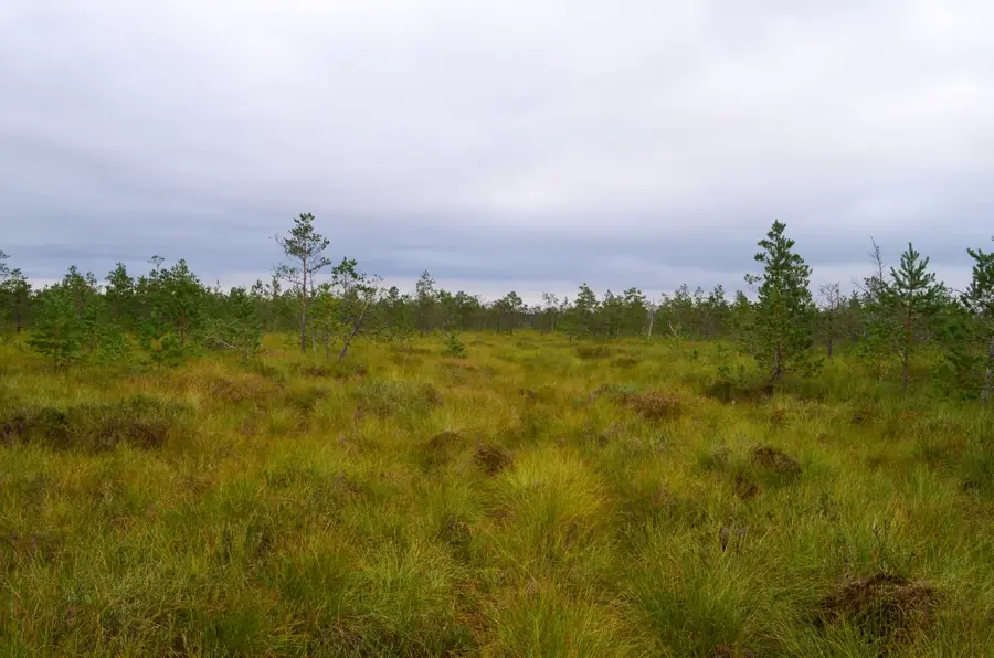 Čepkeliai Marsh
