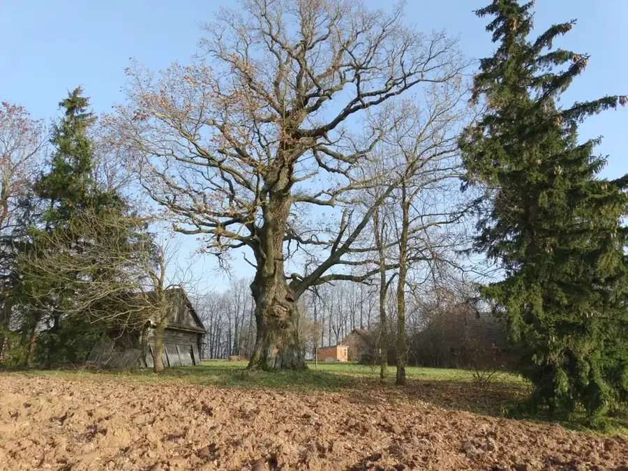 Girnių Hill
