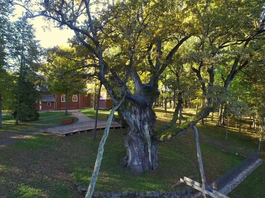 Stelmužė Oak