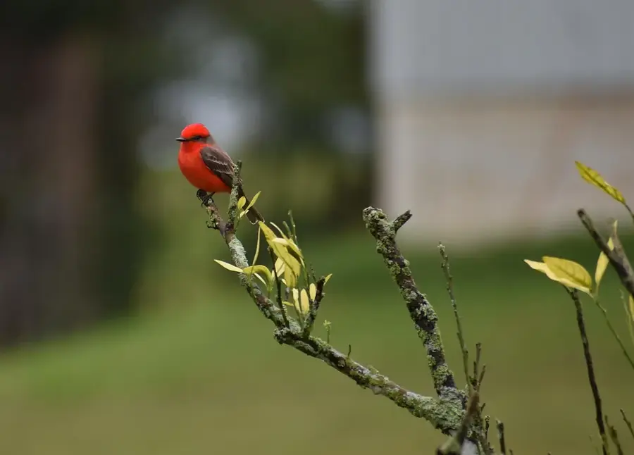 Little Belize — Chan Chen (Belize)