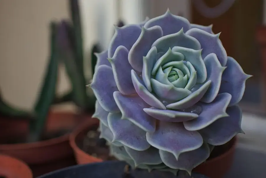 Lola