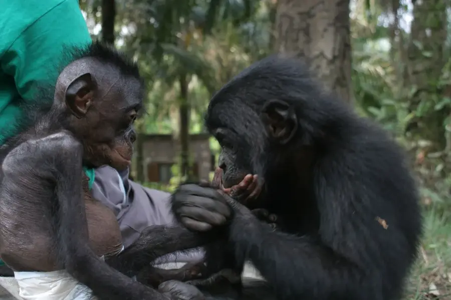 Sanctuarul Lola ya Bonobo