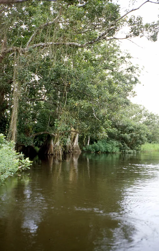 Refugiul de faună sălbatică Los Guatuzos — San Carlos (Nicaragua)