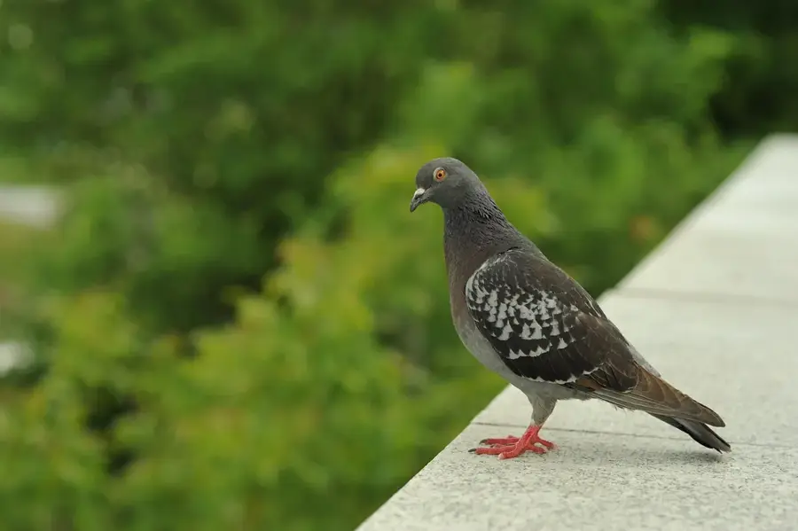 Luagan Lalak Vogelbeobachtungsgebiet — Seria (Brunei Darussalam)