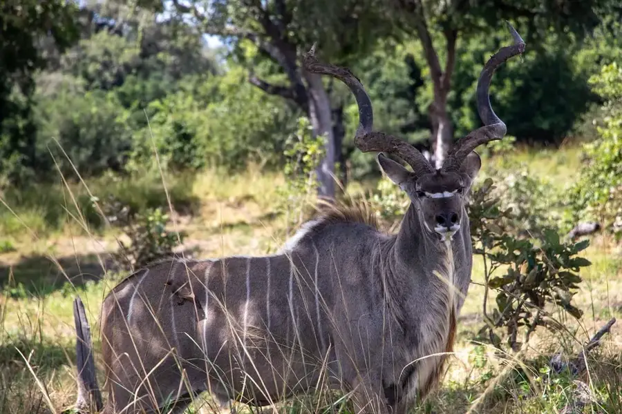 Regiunea sursei Luangwa — Nakonde (Zambia)