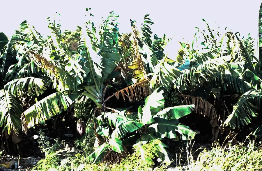Cimitirul indian Lucayan — Deadman's Cay (Bahamas)