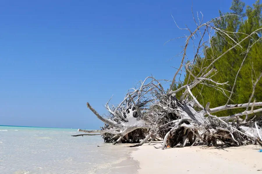 Lucayan National Park Wildlife — Freetown (Bahamas)